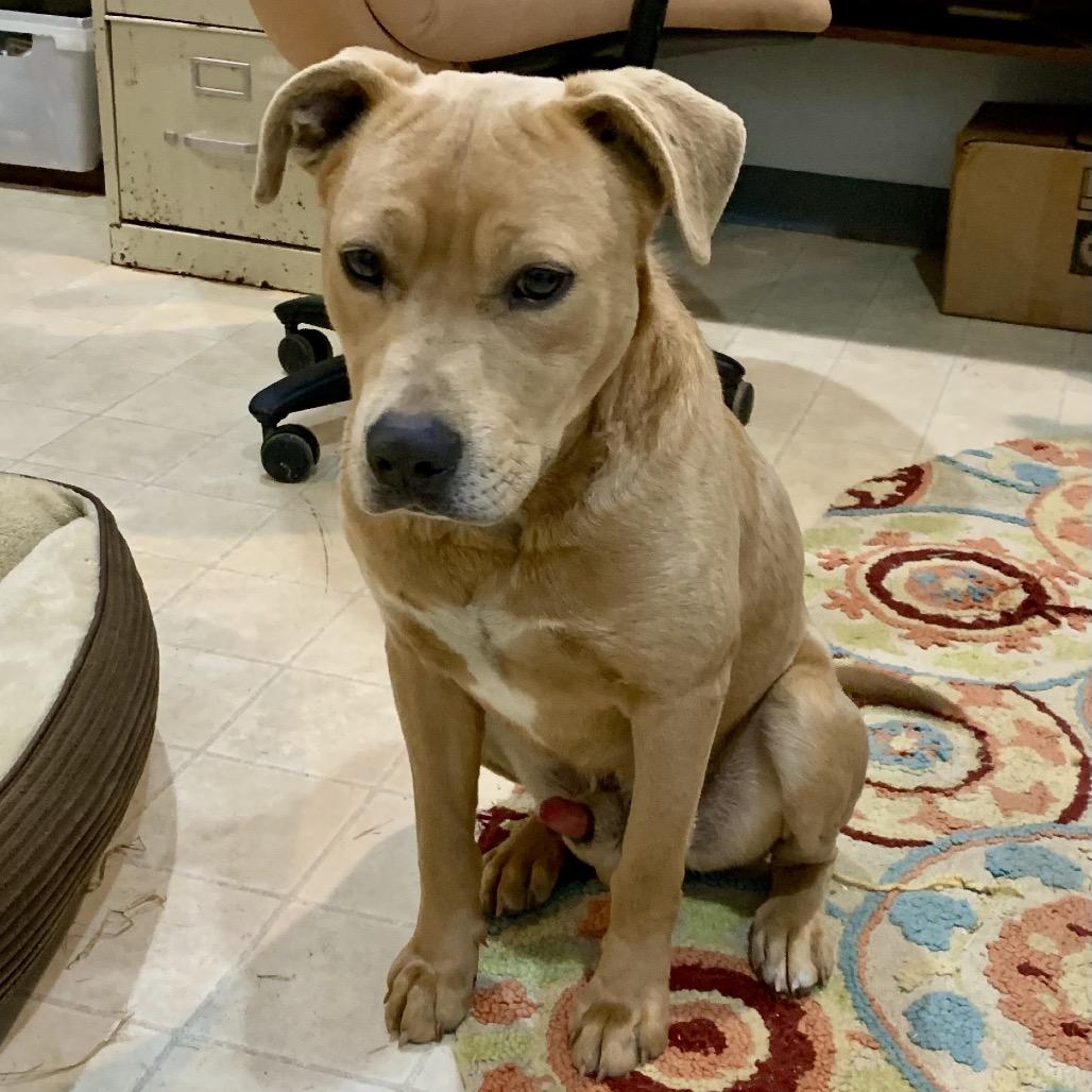 Enlarge Branch, a Adoptable mixed breed in Hohenwald, TN image 2/2