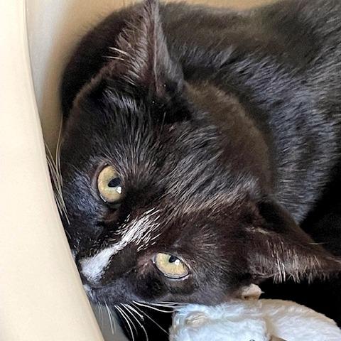 Raychel, a Adoptable Domestic Short Hair in Hudson, NY image 1/3