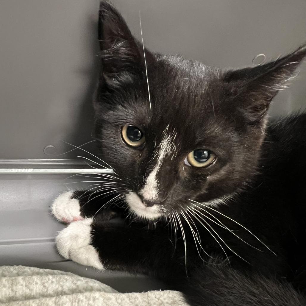 Raychel, a Adoptable Domestic Short Hair in Hudson, NY image 2/3