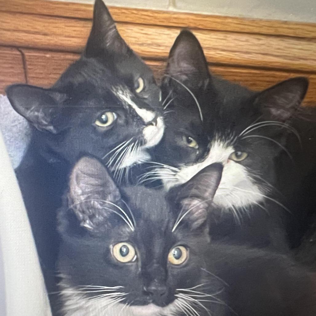 Raychel, a Adoptable Domestic Short Hair in Hudson, NY image 3/3