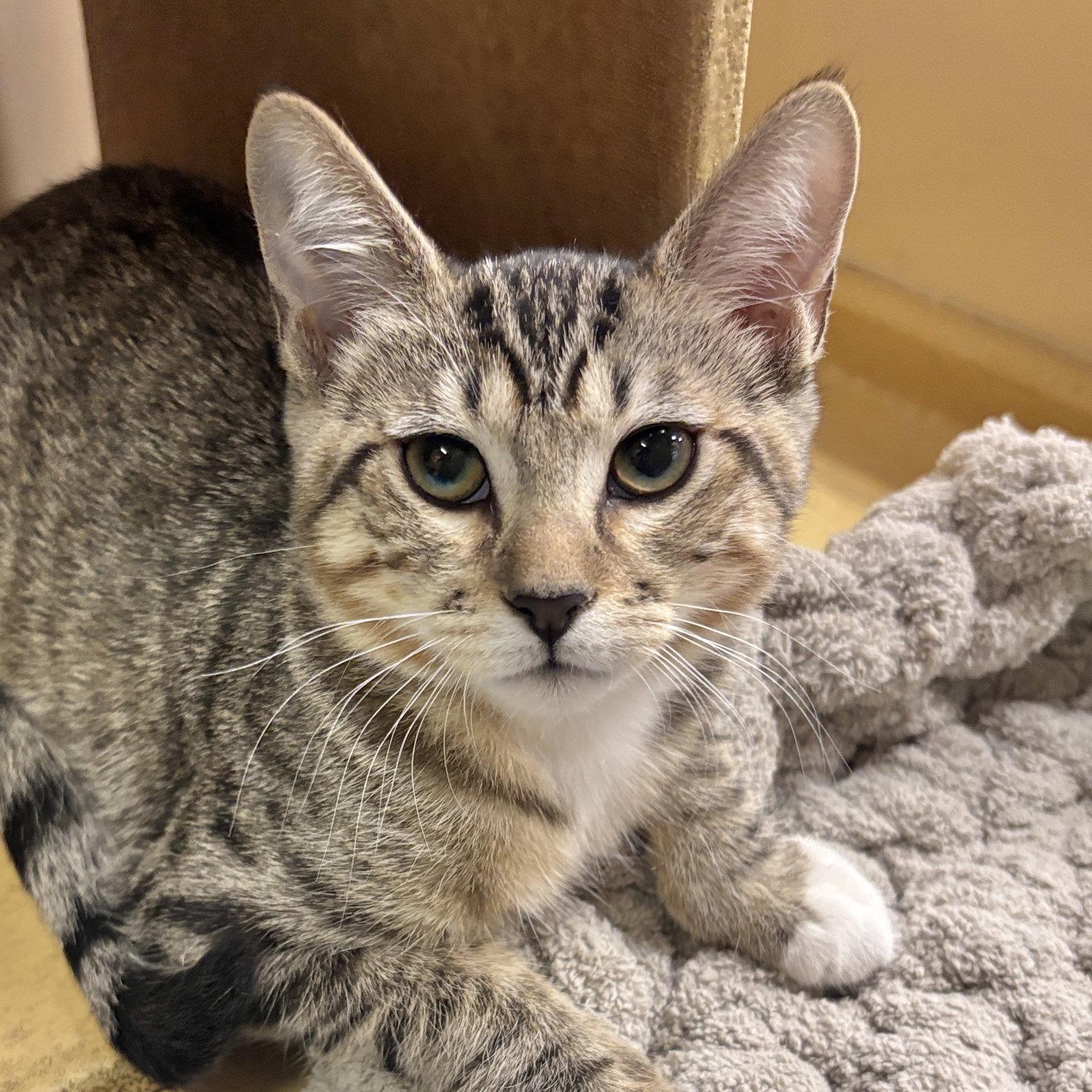 Willow, Adoptable, Kitten Female Domestic Short Hair.