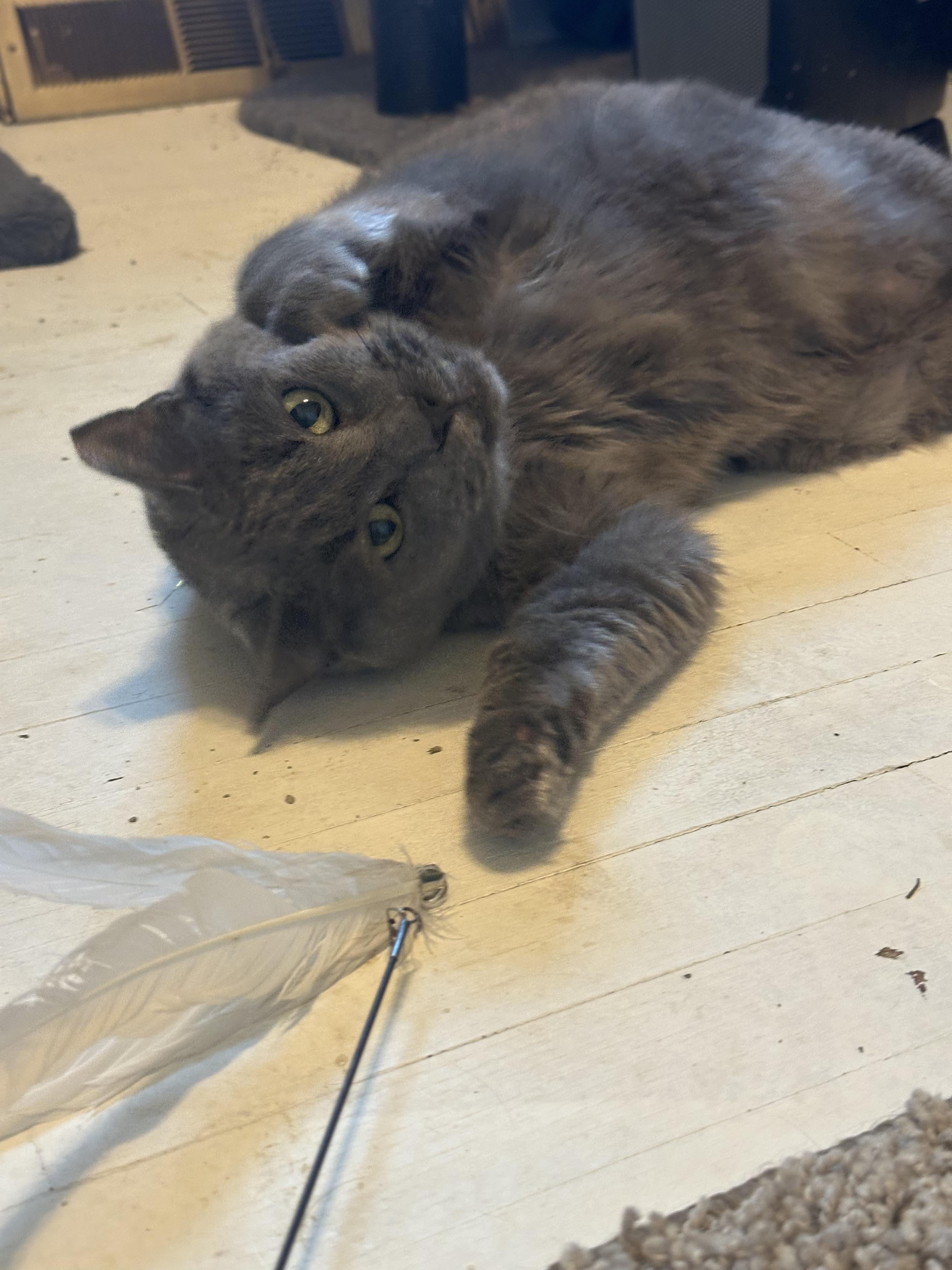 Ron, a Adoptable mixed breed in Massillon , OH image 3/4