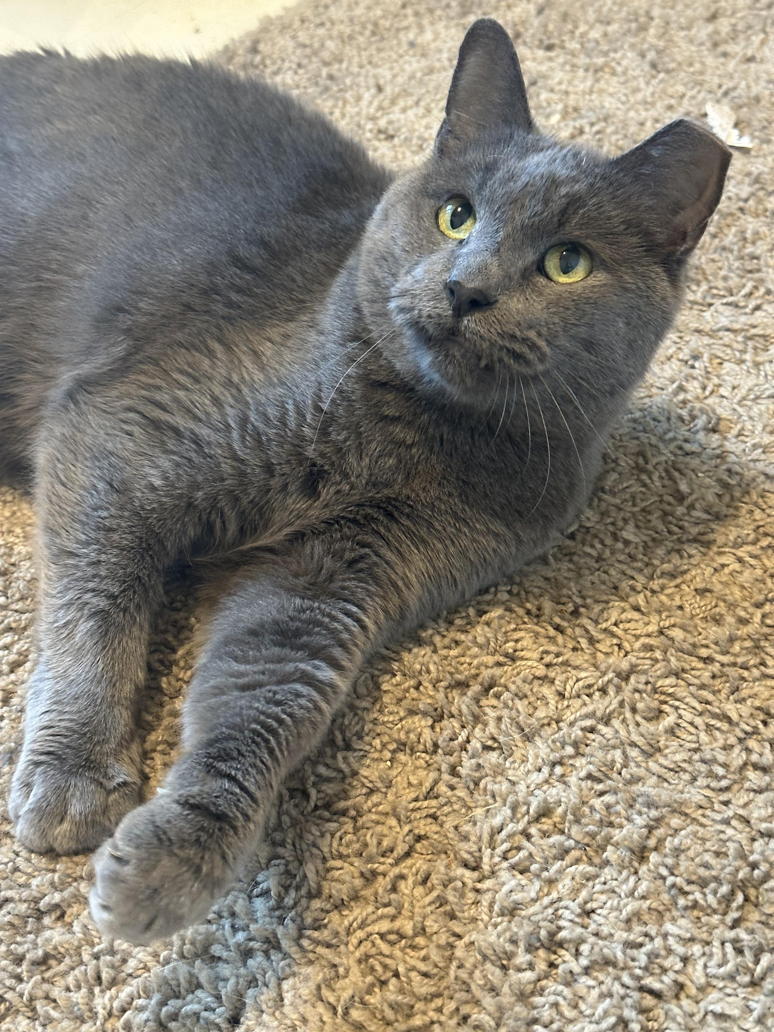 Ron, a Adoptable mixed breed in Massillon , OH image 2/4