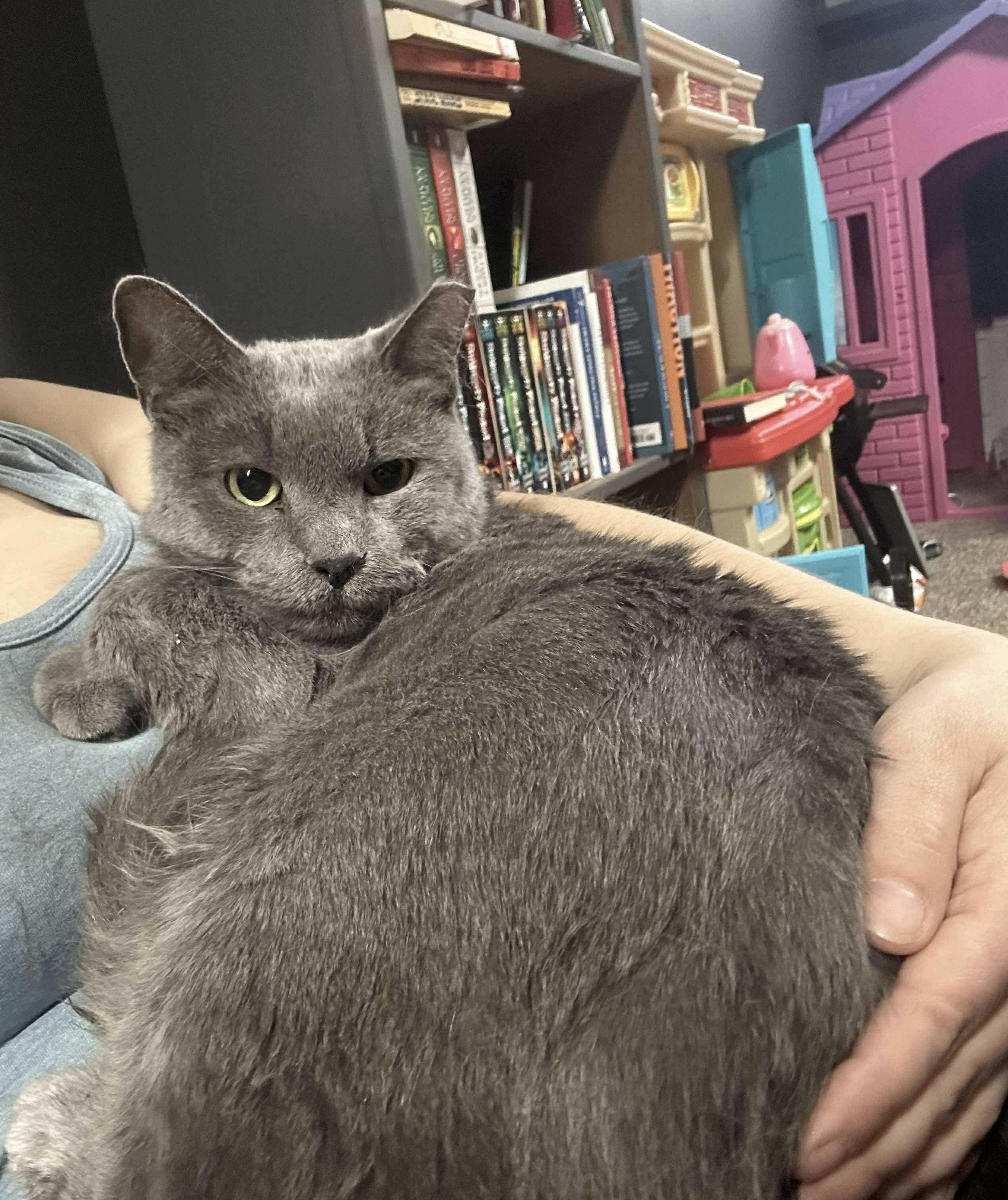 Ron, a Adoptable mixed breed in Massillon , OH image 4/4