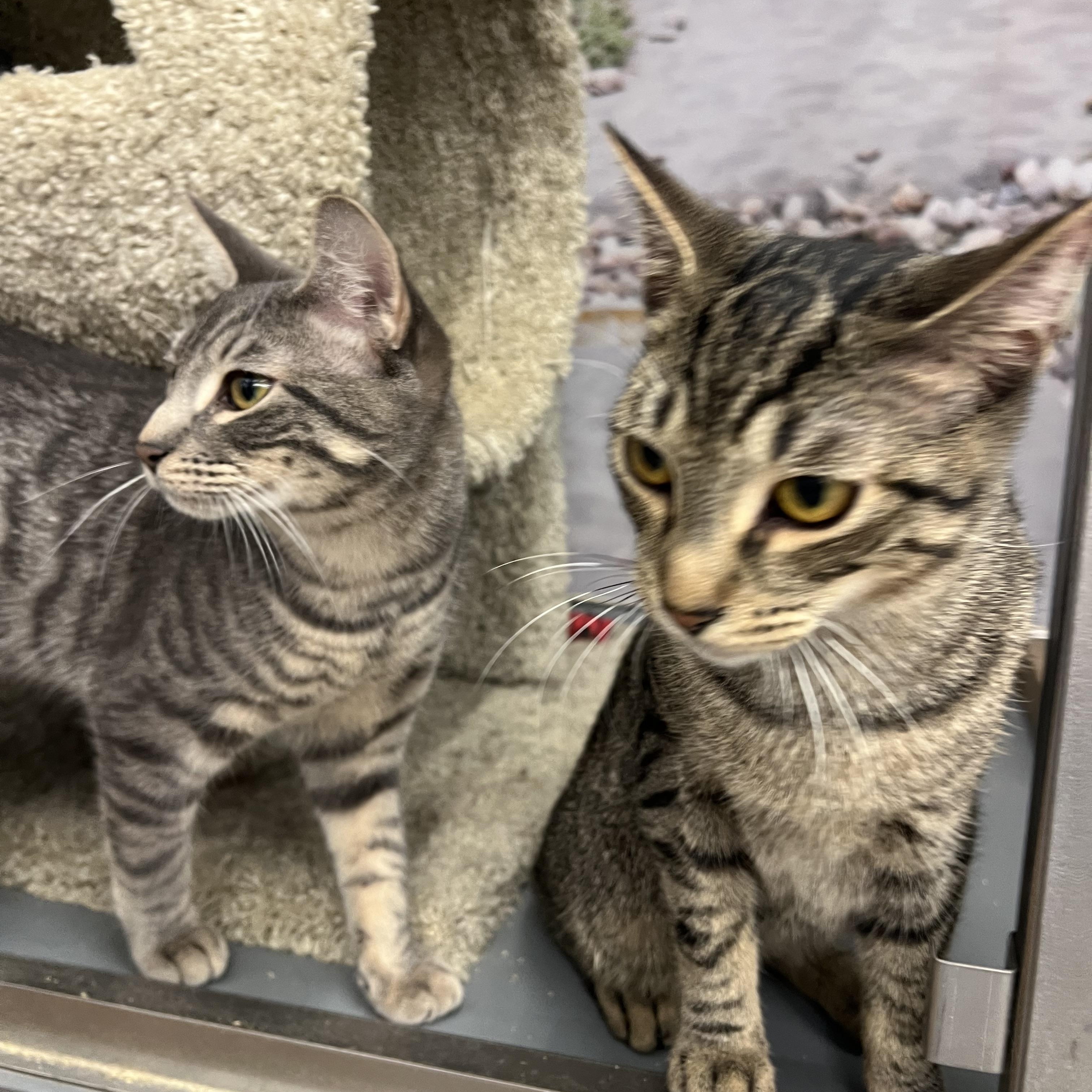 Enlarge Rafi/Abdul, a ADOPTABLE Domestic Short Hair in New York, NY image 2/4