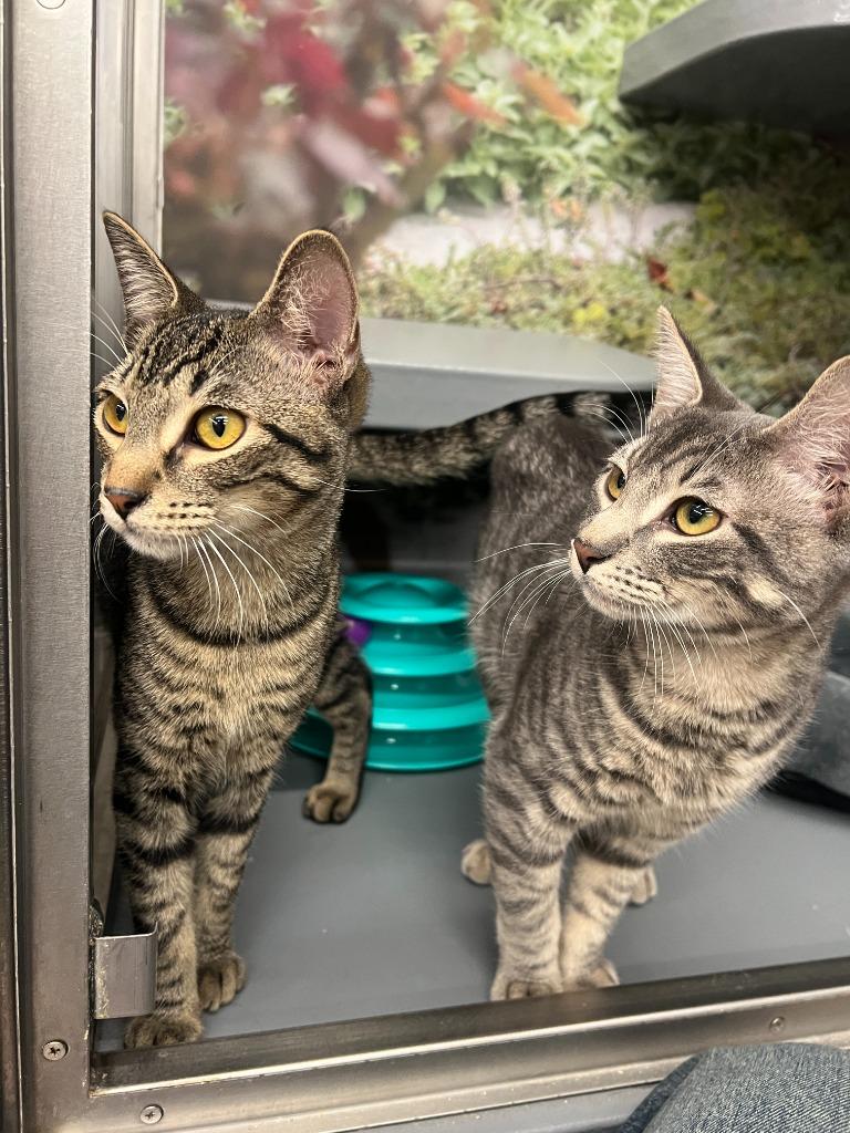 Enlarge Rafi/Abdul, a ADOPTABLE Domestic Short Hair in New York, NY image 3/4