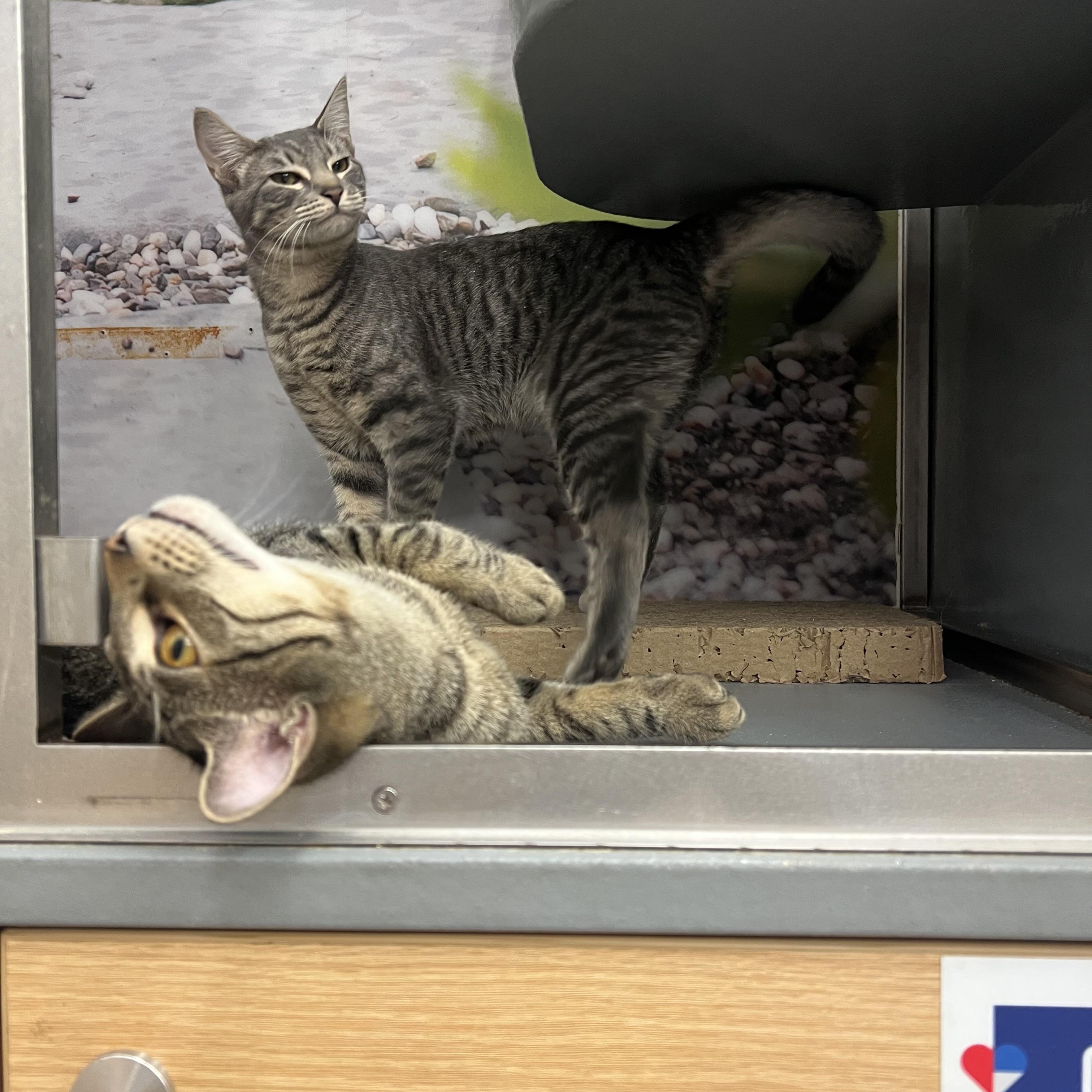 Enlarge Rafi/Abdul, a ADOPTABLE Domestic Short Hair in New York, NY image 4/4