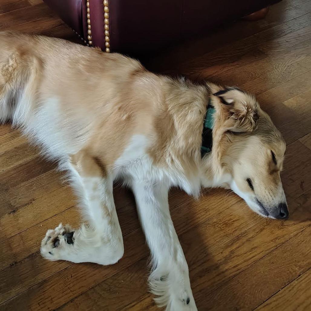 Max, Adoptable, Young Male Collie & Mixed Breed.