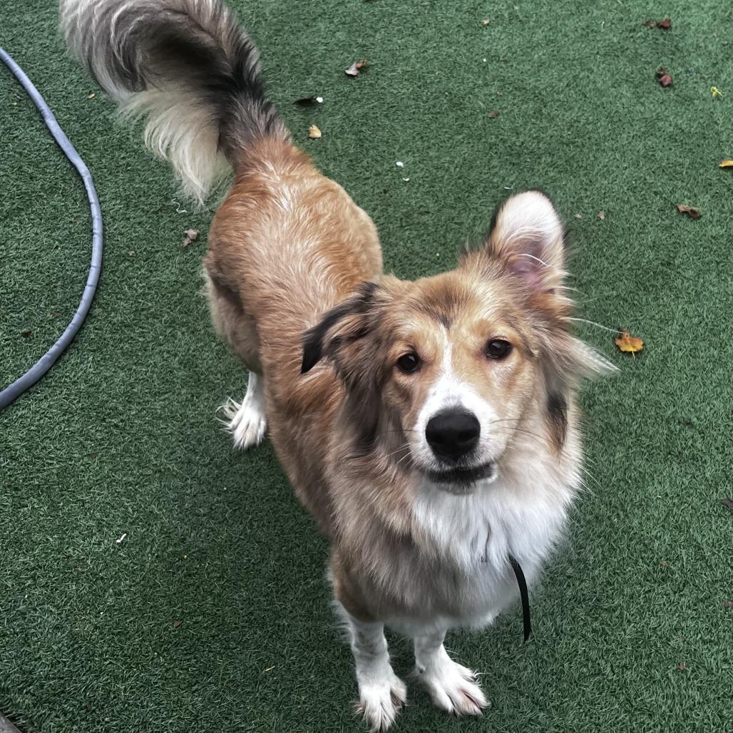 Max, a Adoptable mixed breed in La Grange, KY image 2/6