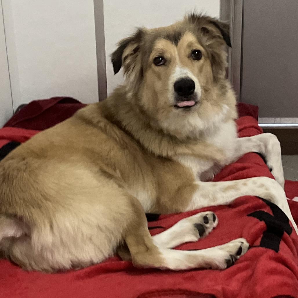 Max, a Adoptable mixed breed in La Grange, KY image 3/6