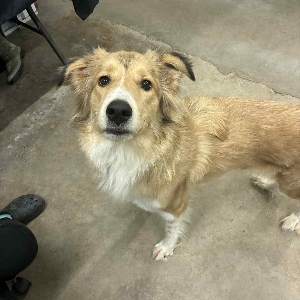 Max, a Adoptable mixed breed in La Grange, KY image 4/6