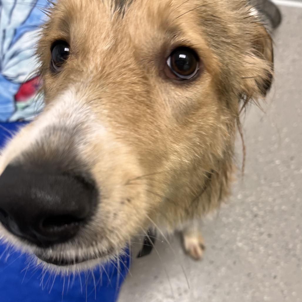 Max, a Adoptable mixed breed in La Grange, KY image 5/6