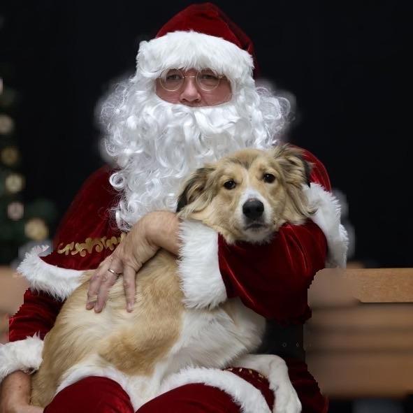 Max, a Adoptable mixed breed in La Grange, KY image 6/6