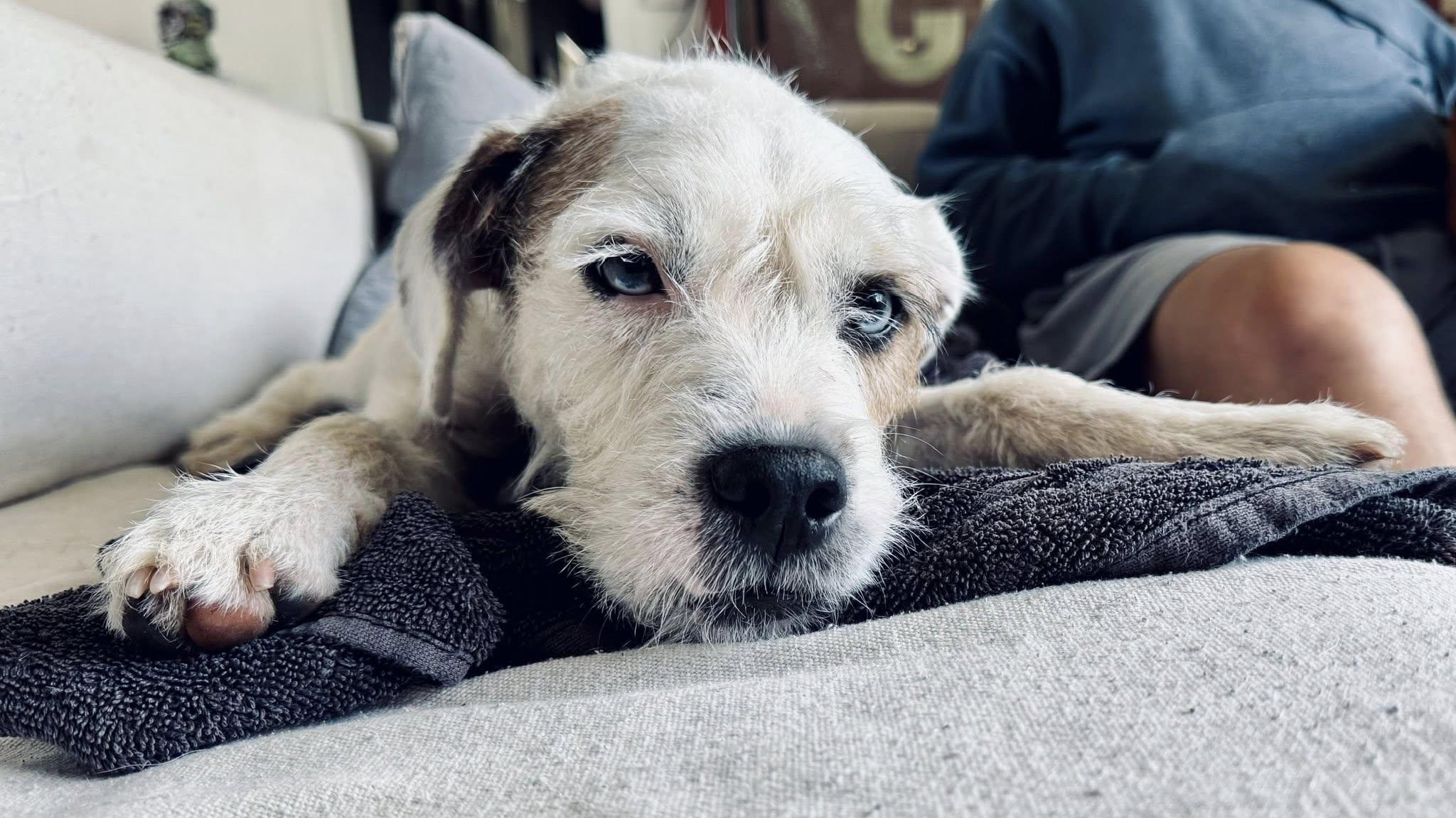 Enlarge Giggles (Palm Springs), a ADOPTABLE mixed breed in Moorpark, CA image 1/3