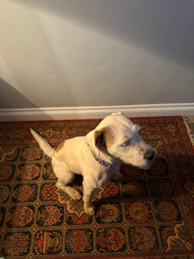 Enlarge Giggles (Palm Springs), a ADOPTABLE mixed breed in Moorpark, CA image 2/3