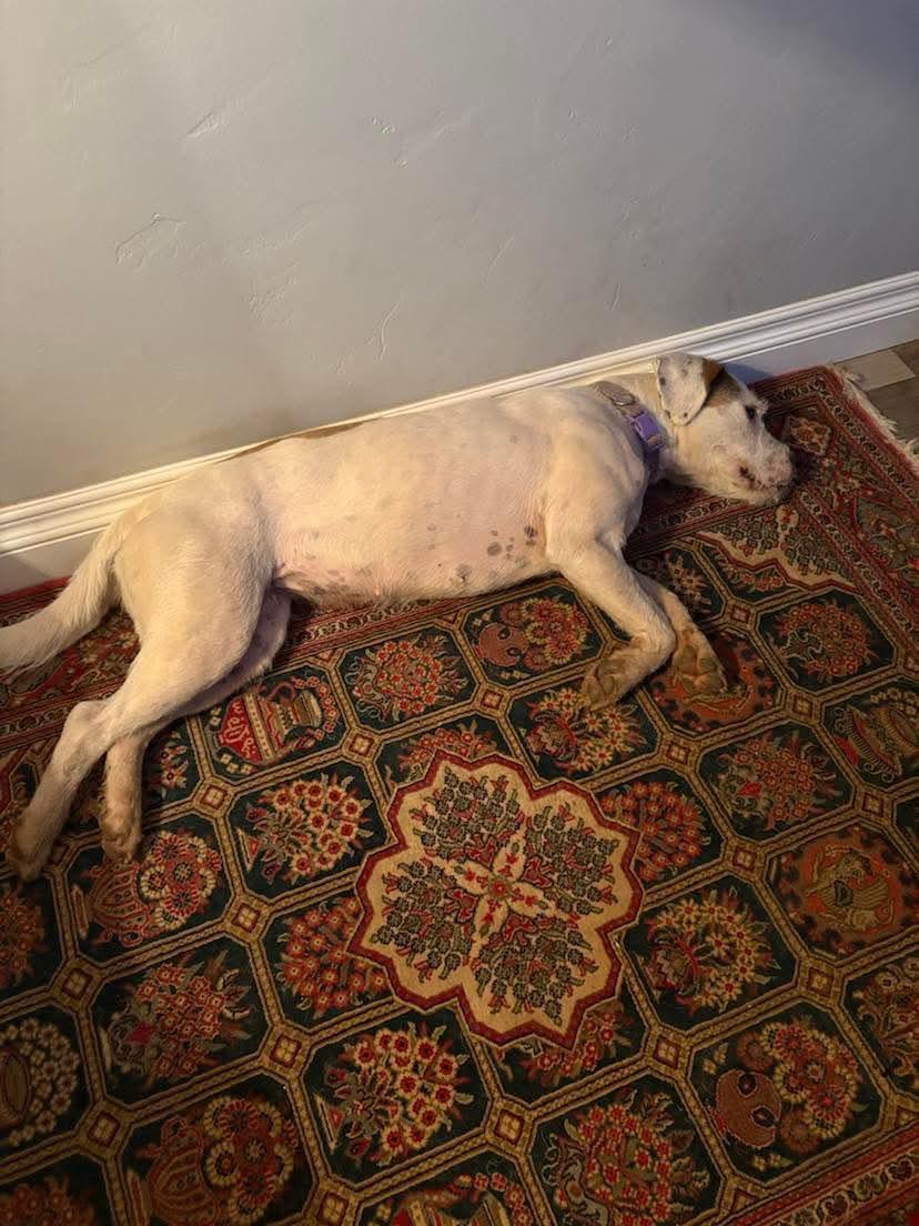 Enlarge Giggles (Palm Springs), a ADOPTABLE mixed breed in Moorpark, CA image 3/3