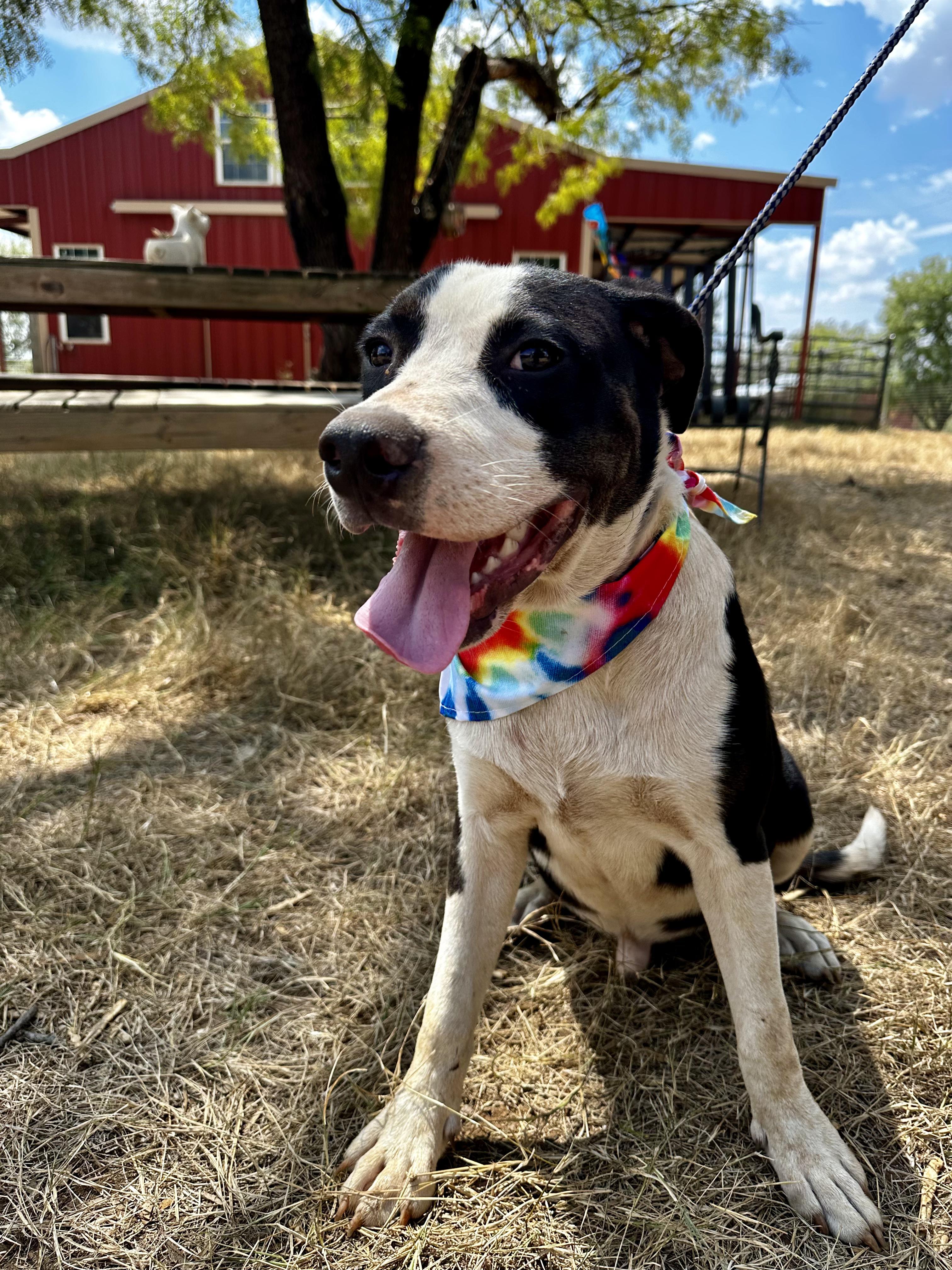 Enlarge Tux, a Adoptable Mixed Breed in Seguin, TX image 3/5