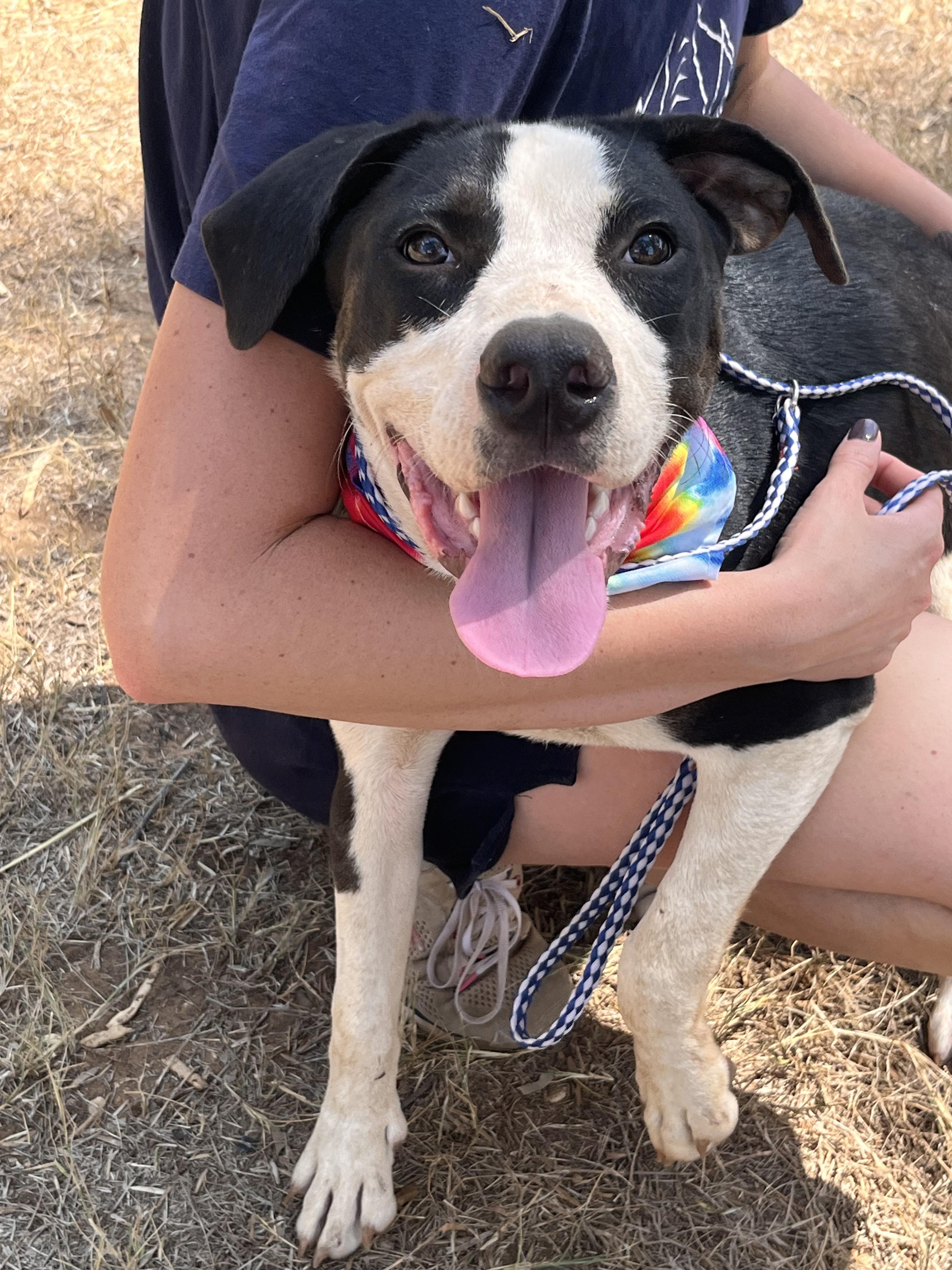 Enlarge Tux, a Adoptable Mixed Breed in Seguin, TX image 2/5