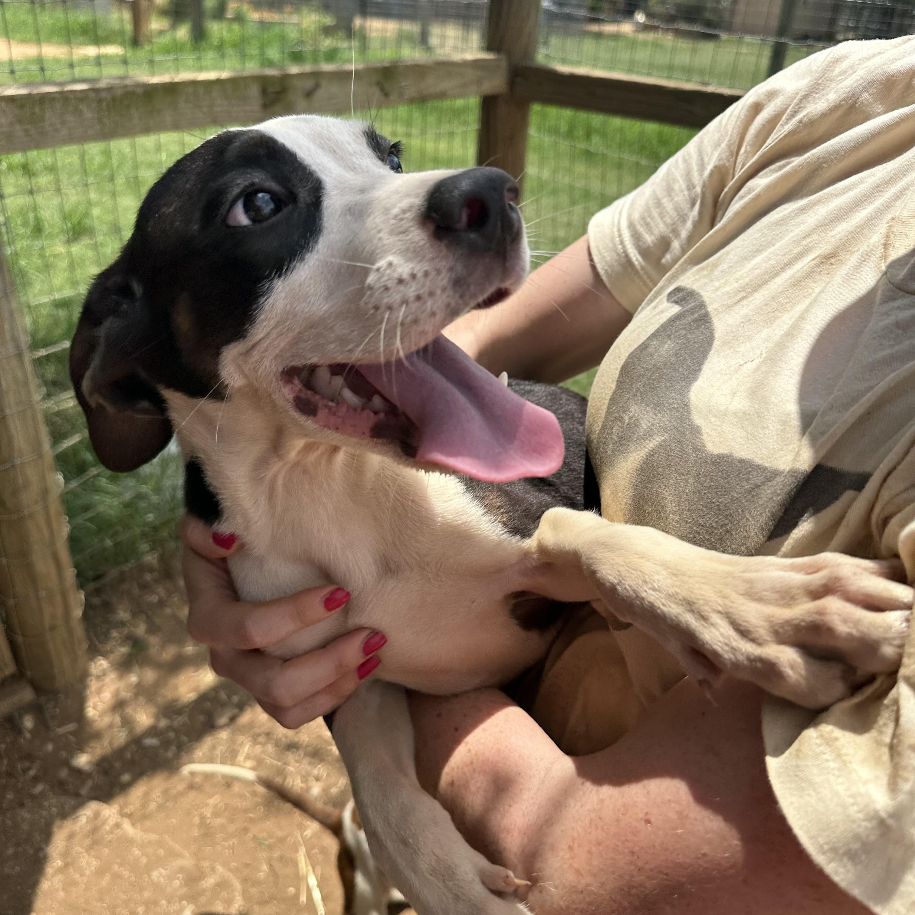 Enlarge Tux, a Adoptable Mixed Breed in Seguin, TX image 5/5