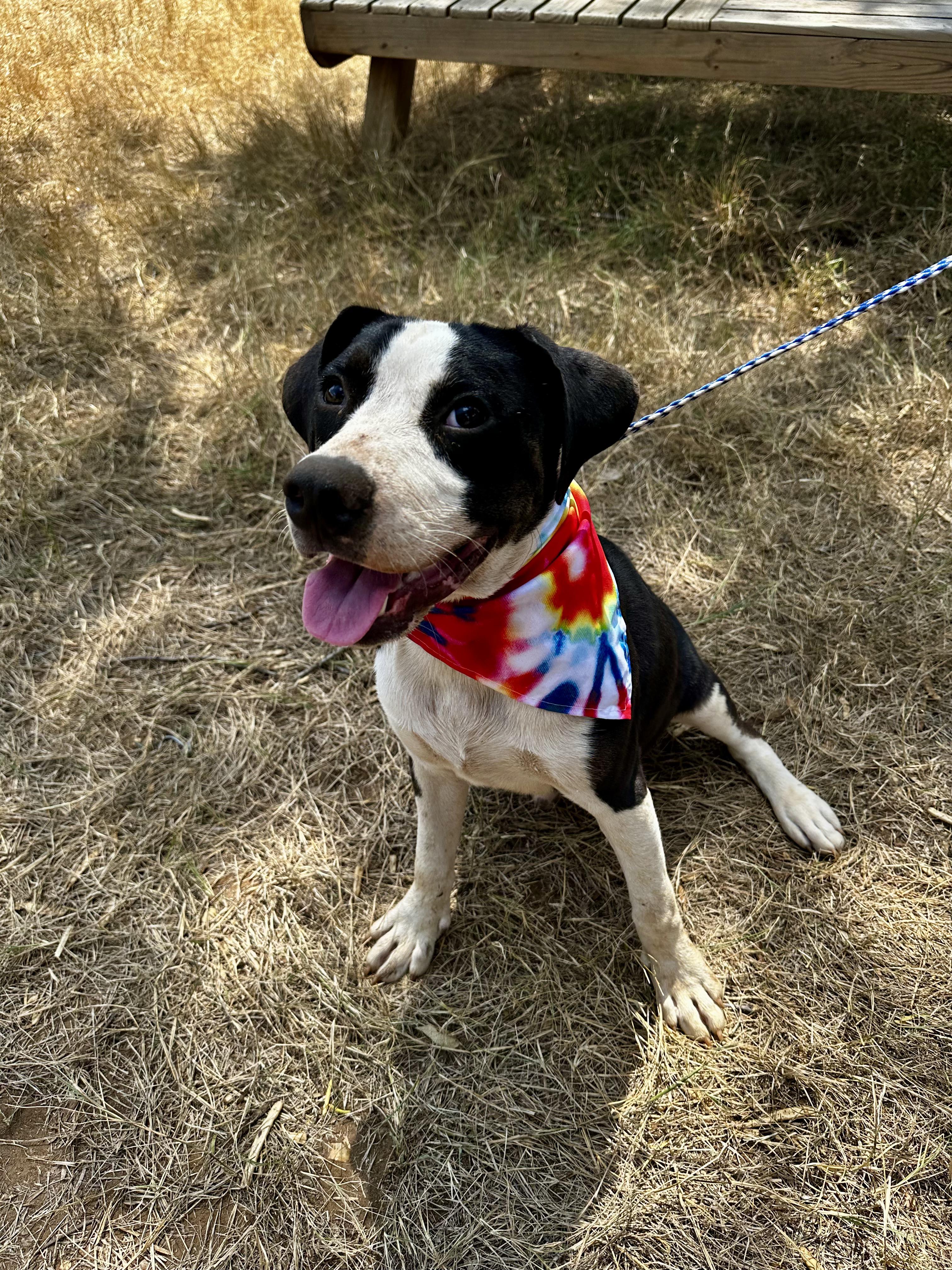 Enlarge Tux, a Adoptable Mixed Breed in Seguin, TX image 4/5