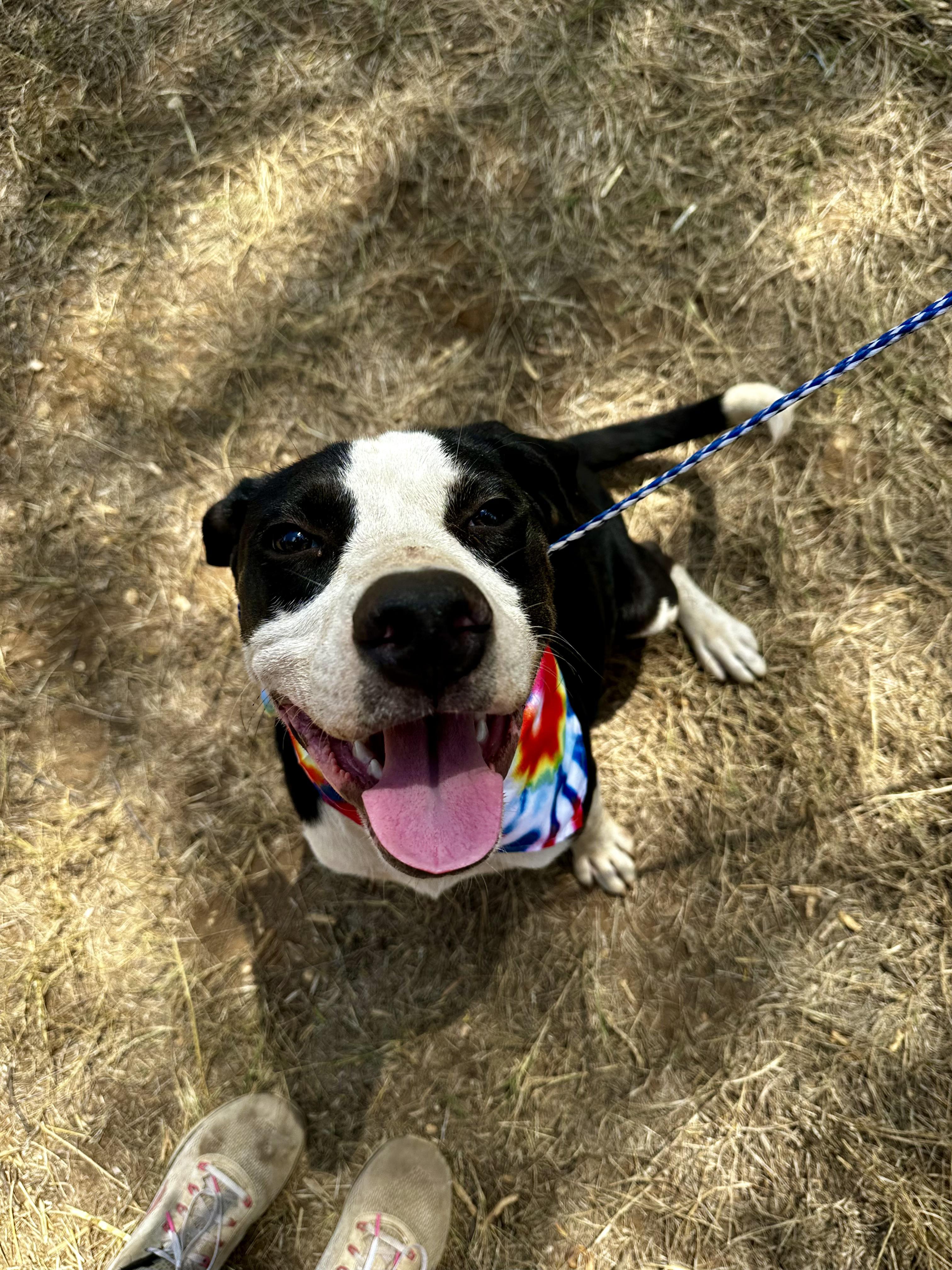Tux, Adoptable, Young Male Mixed Breed.