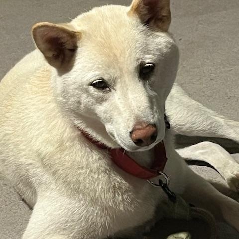 Nagi, a Adoptable Shiba Inu in Chicago, IL image 2/6