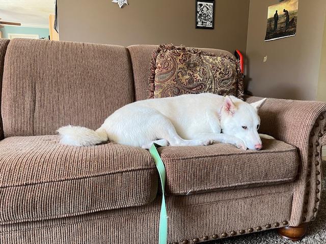 Nagi, a Adoptable Shiba Inu in Chicago, IL image 4/6