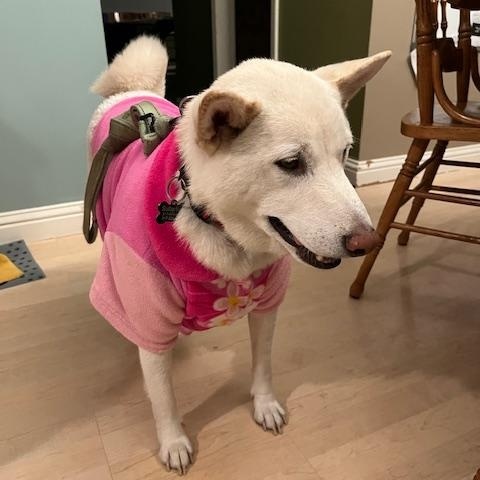 Nagi, Adoptable, Adult Male Shiba Inu.