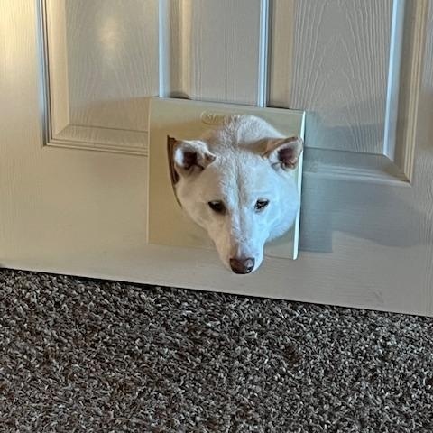 Nagi, a Adoptable Shiba Inu in Chicago, IL image 6/6