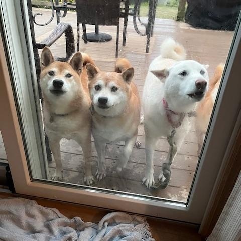 Nagi, a Adoptable Shiba Inu in Chicago, IL image 3/6