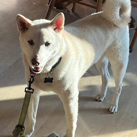 Nagi, a Adoptable Shiba Inu in Chicago, IL image 5/6