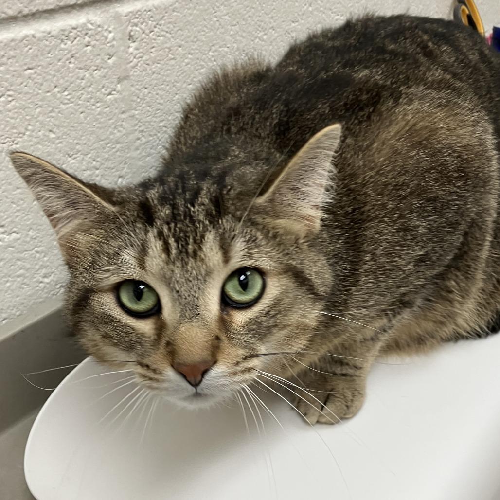 Enlarge SassaFras, a Adoptable Domestic Short Hair in Grand Rapids, MI image 1/1