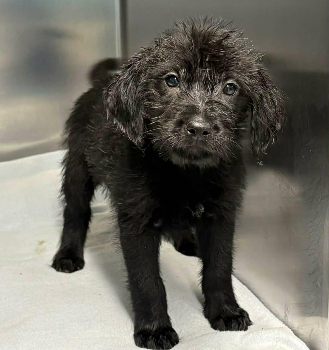 All or Nothing, Adoptable, Puppy Male Poodle.