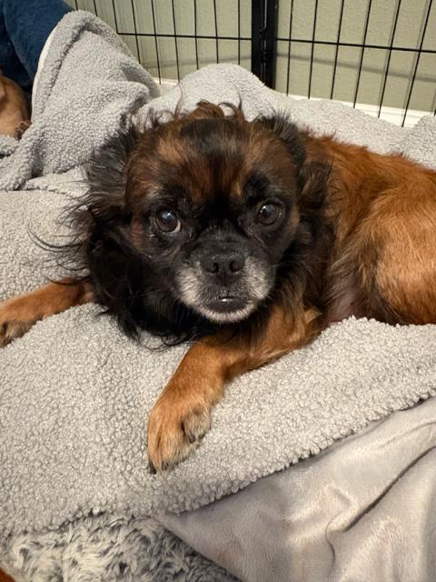 Enlarge Linus the Lion, a Adoptable Pekingese in Denver, CO image 3/4