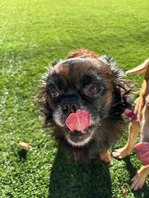 Linus the Lion, Adoptable, Adult Male Pekingese.