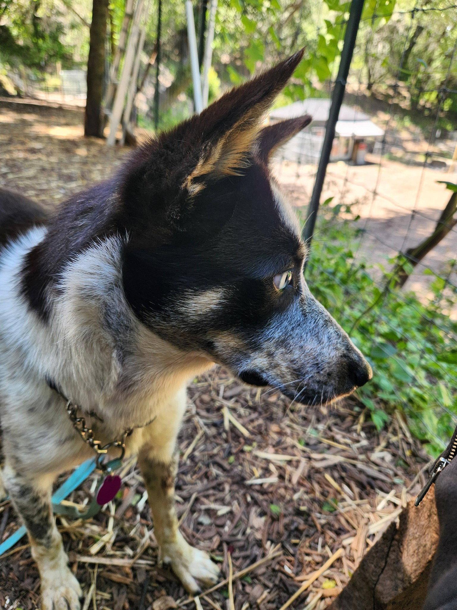 Rocky, Adoptable, Young Male Australian Cattle Dog / Blue Heeler.