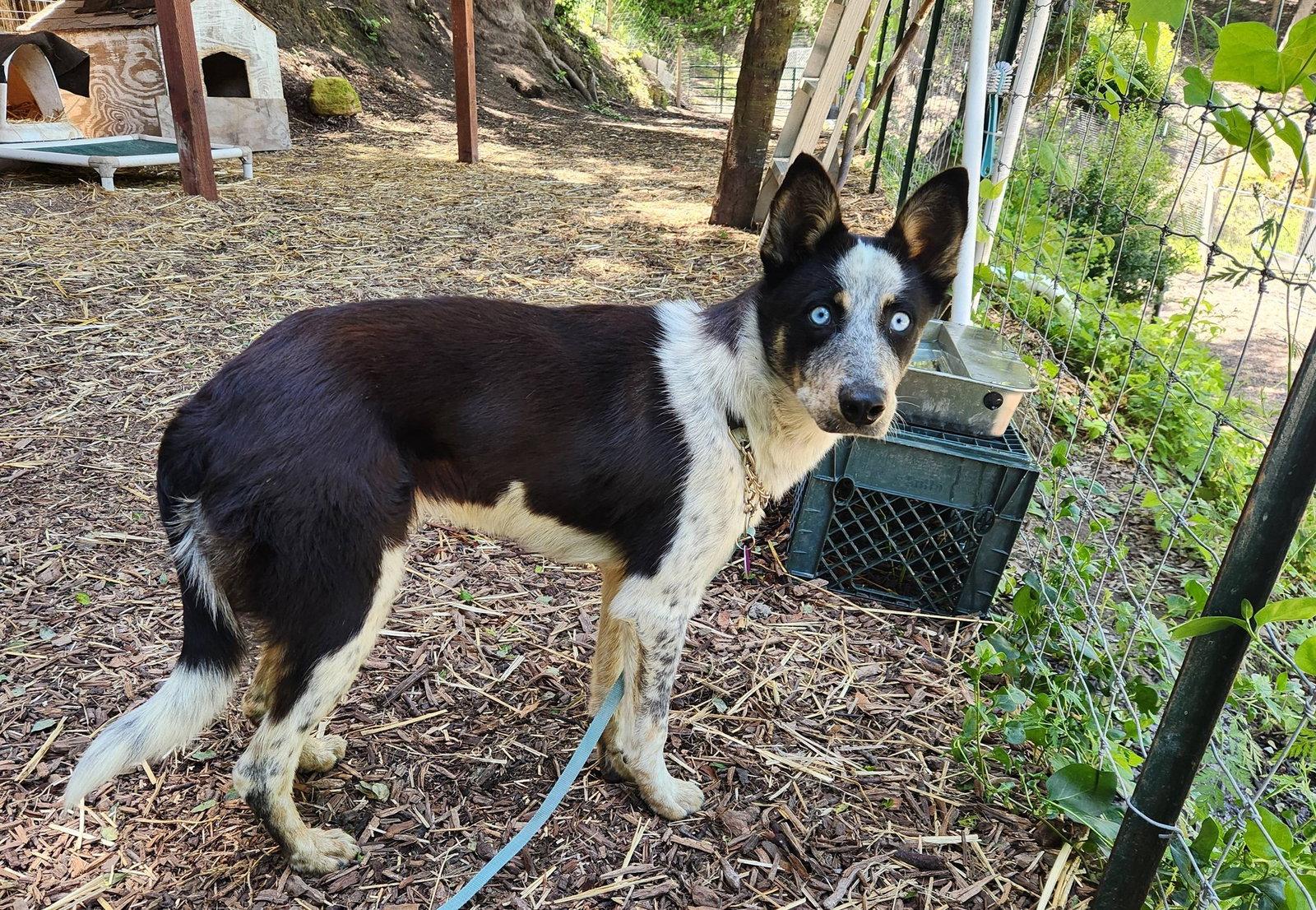 Enlarge Rocky, a Adoptable Australian Cattle Dog / Blue Heeler in Paso Robles, CA image 2/3