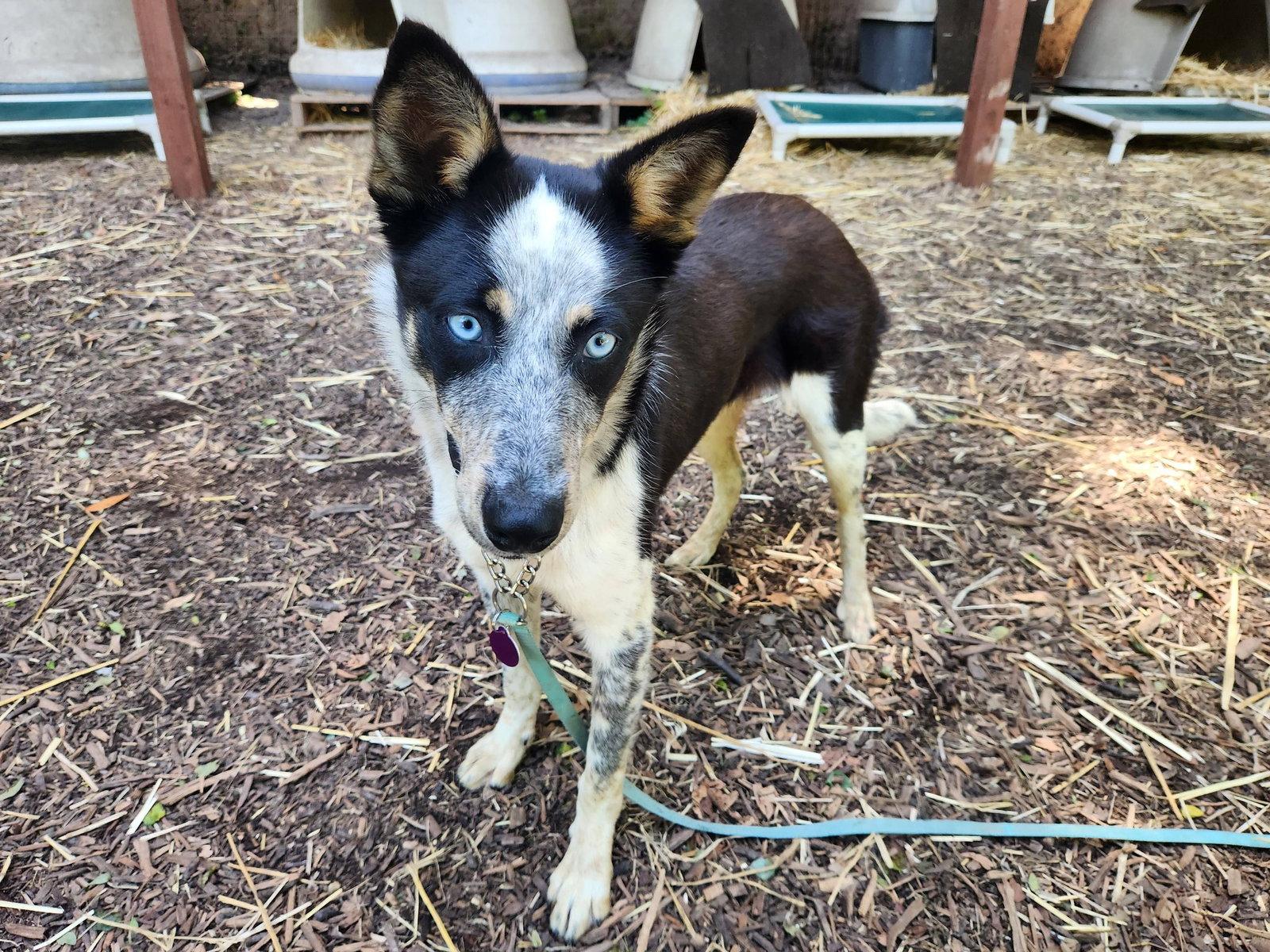 Enlarge Rocky, a Adoptable Australian Cattle Dog / Blue Heeler in Paso Robles, CA image 3/3