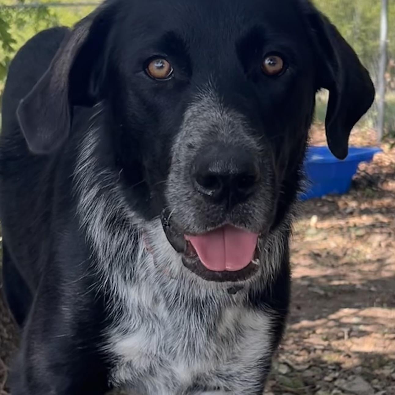 Tux, a Adoptable mixed breed in Dallas, TX image 1/2