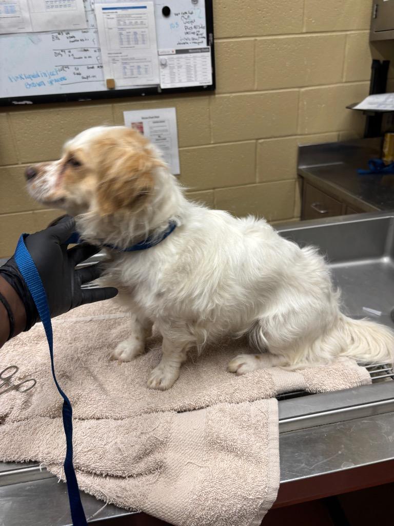 Harley, a Adoptable mixed breed in Douglasville, GA image 2/5
