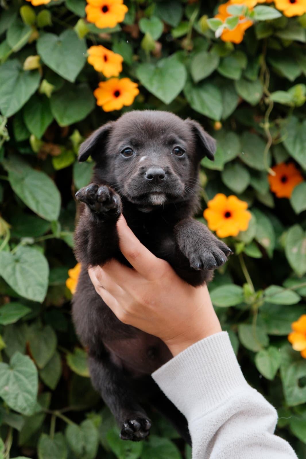 Cheddar, Adoptable, Puppy Male Labrador Retriever & Jindo.