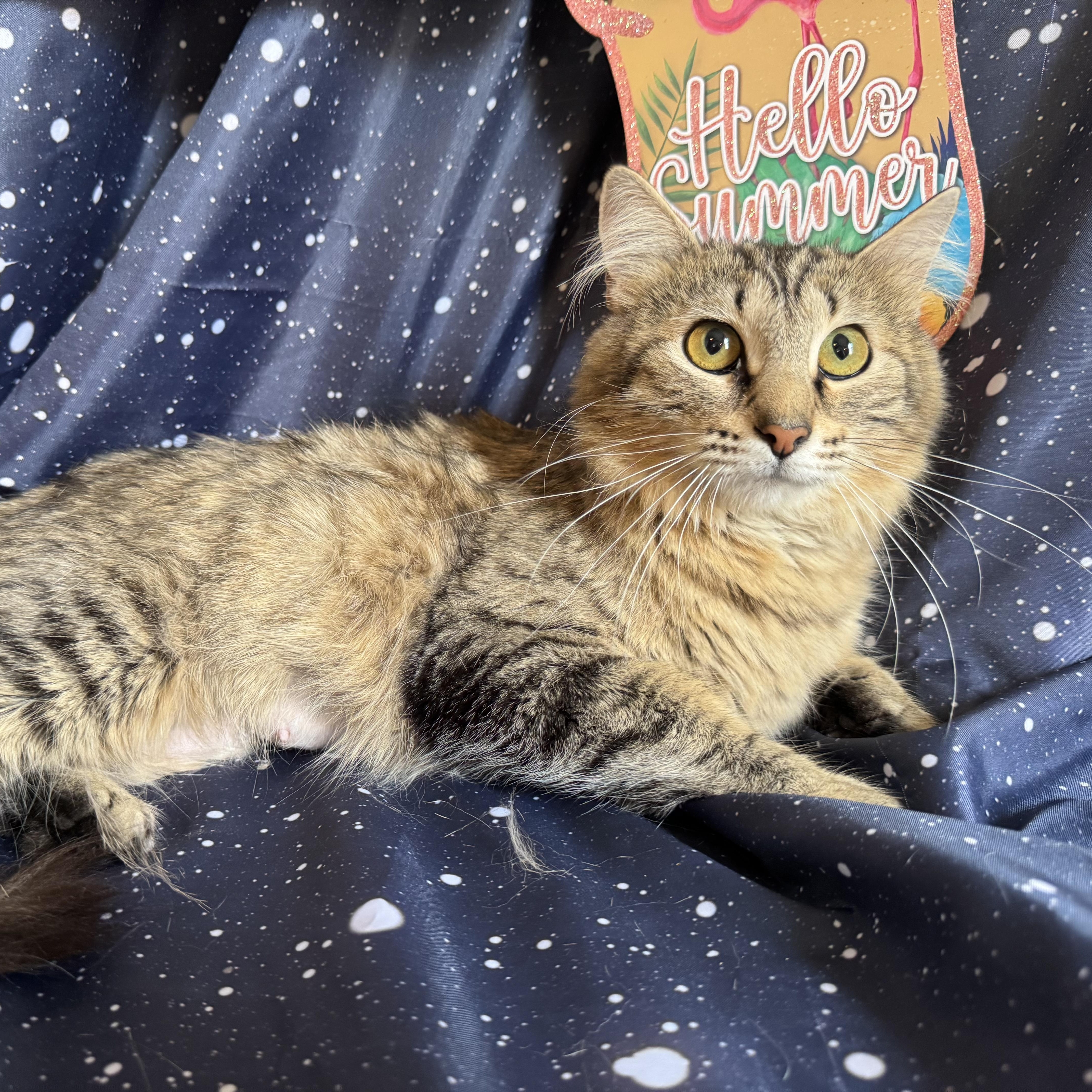 Churro & Misfit (Bonded Pair)