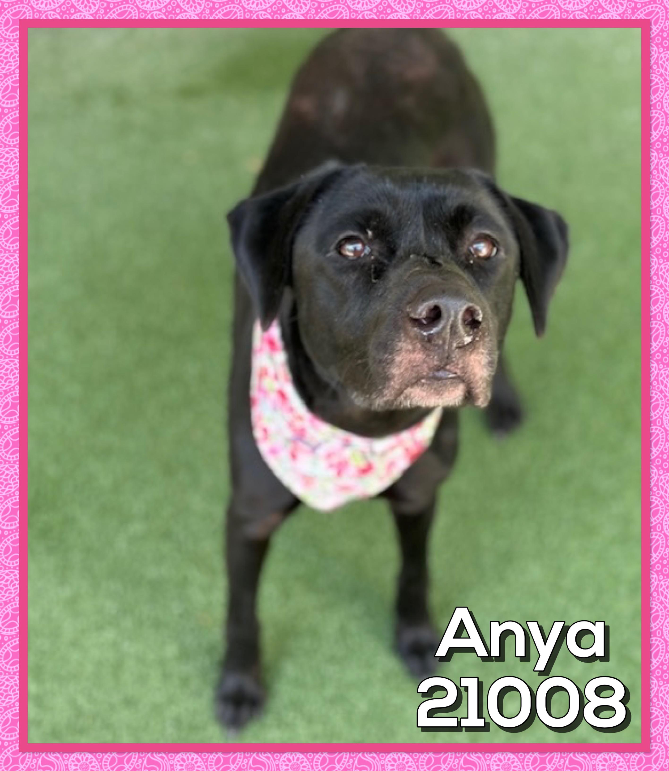 ANYA, a ADOPTABLE mixed breed in Marietta, GA image 3/6