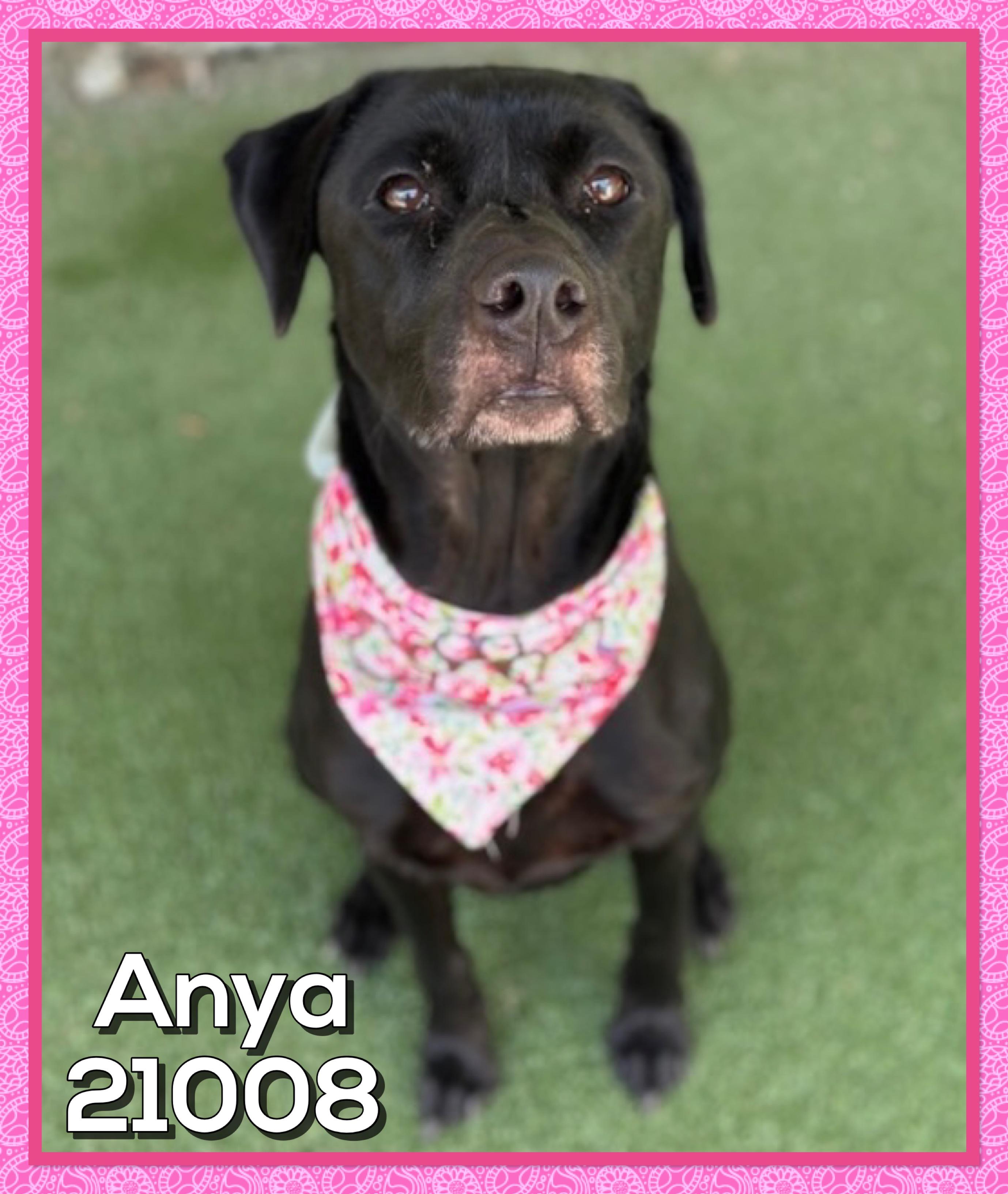 ANYA, a ADOPTABLE mixed breed in Marietta, GA image 5/6