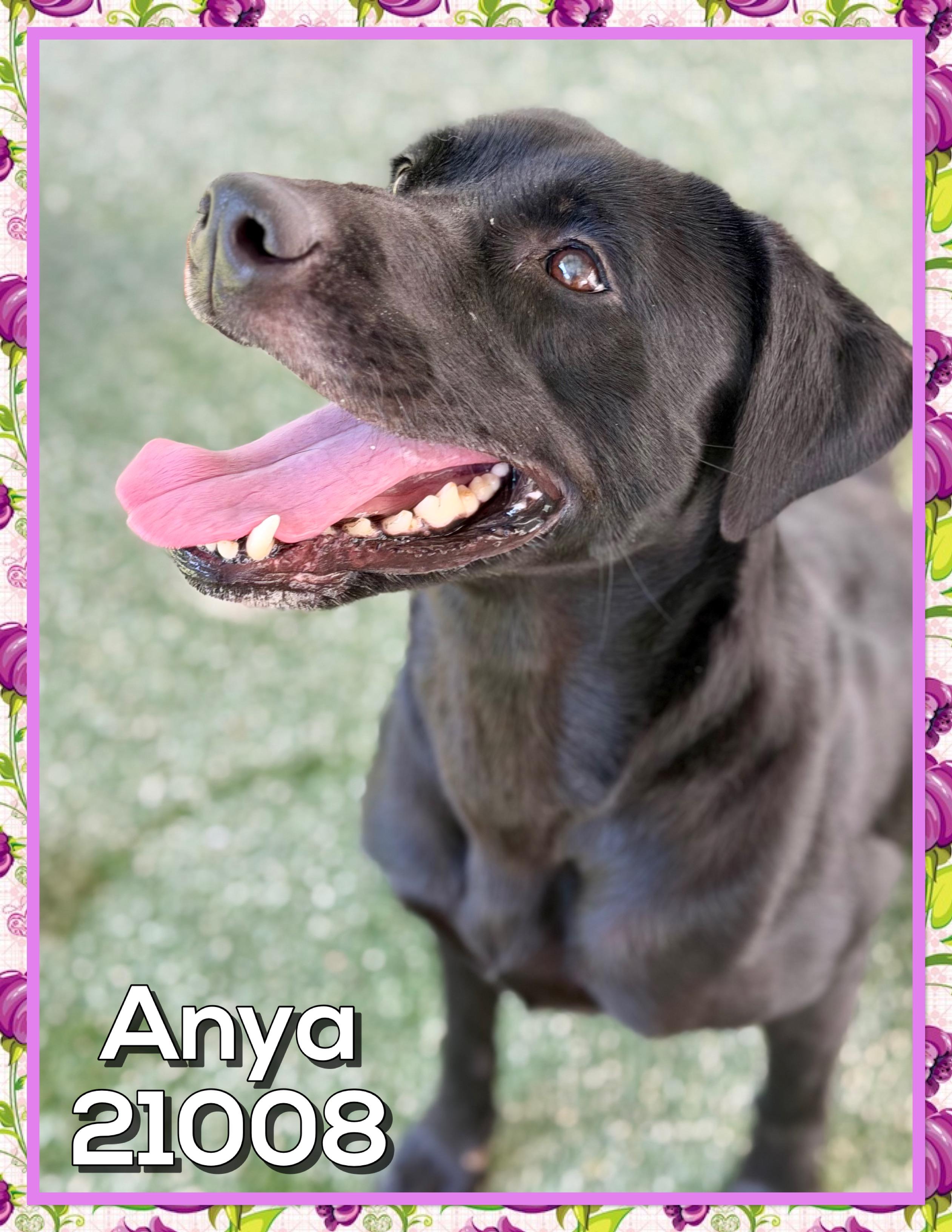 ANYA, a ADOPTABLE mixed breed in Marietta, GA image 2/6