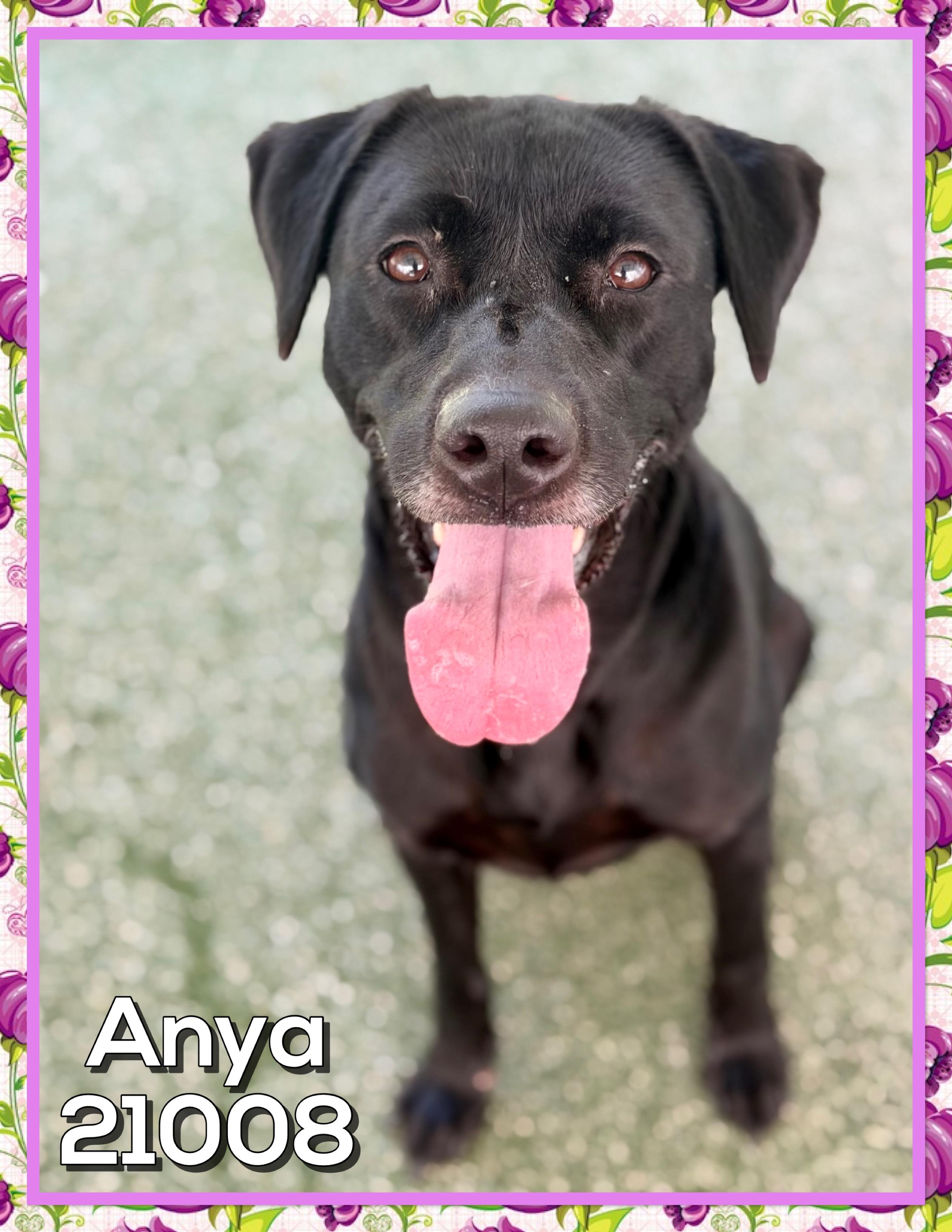 ANYA, a ADOPTABLE mixed breed in Marietta, GA image 1/6