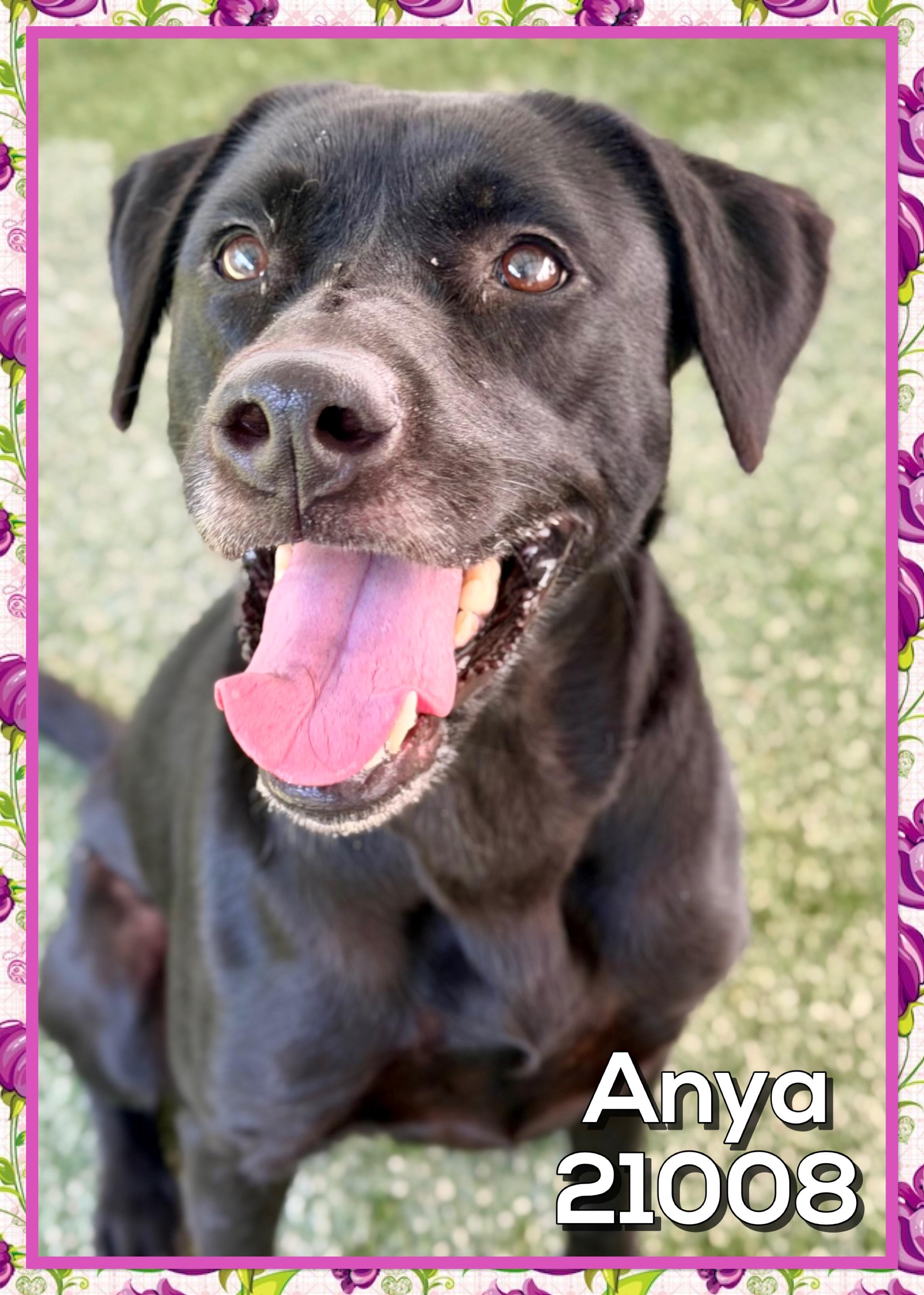 ANYA, a ADOPTABLE mixed breed in Marietta, GA image 6/6