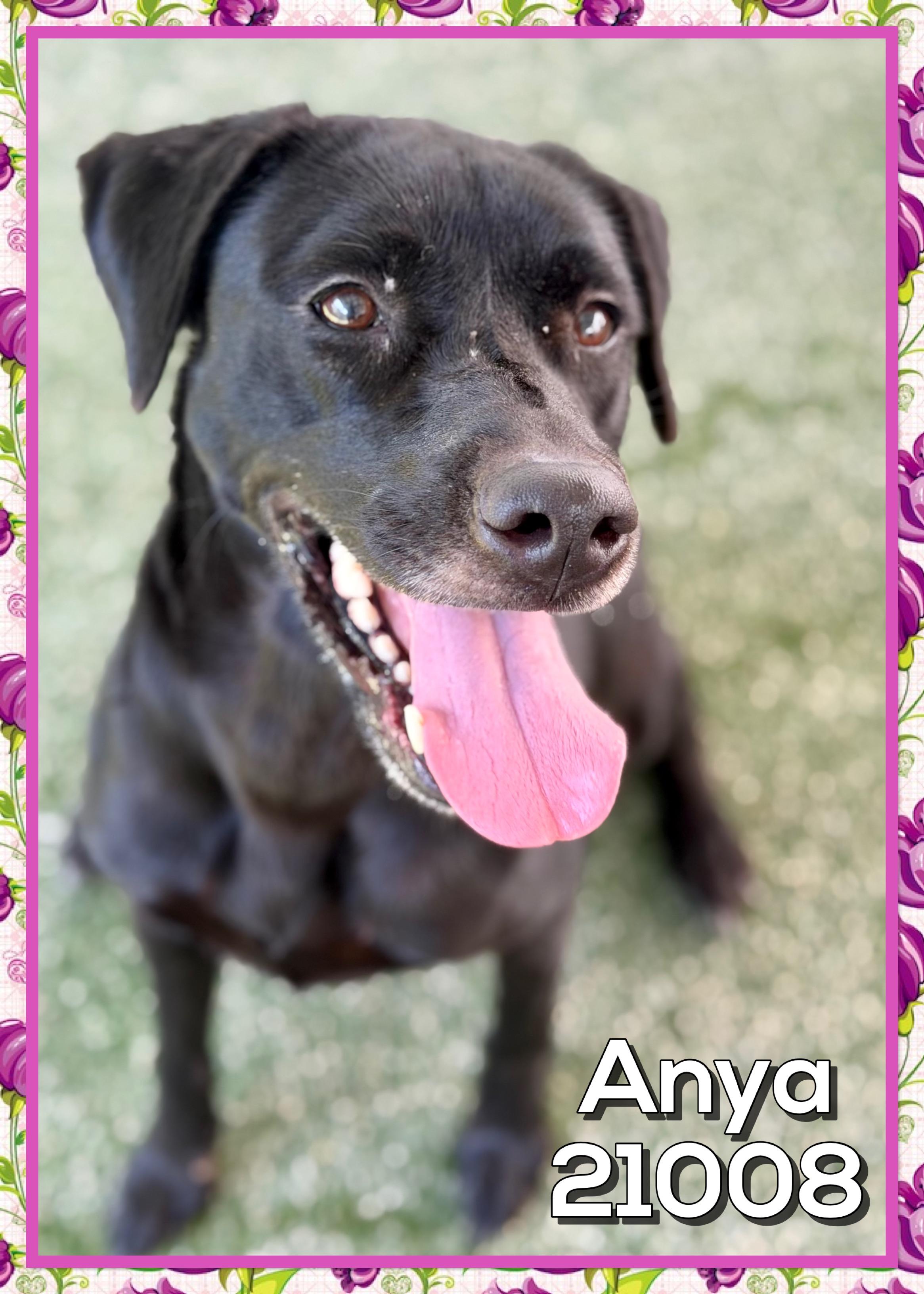 ANYA, a ADOPTABLE mixed breed in Marietta, GA image 4/6
