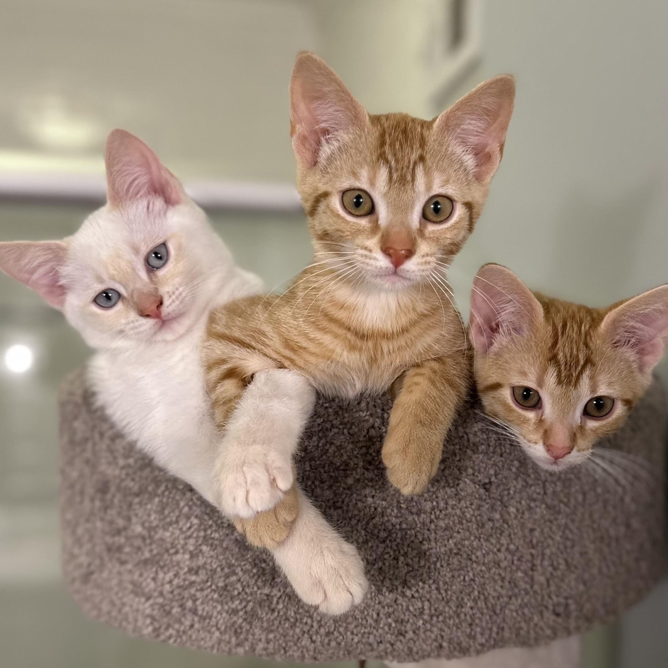 Enlarge Mandarin & Tangerine, an adoptable mixed breed in Pleasant View, TN image 1/1