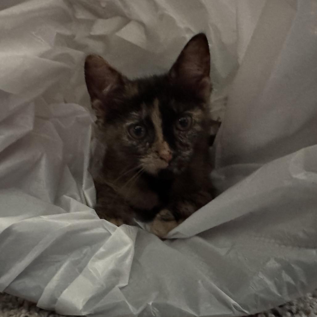 Cinnamon, Adoptable, Young Female Domestic Short Hair.